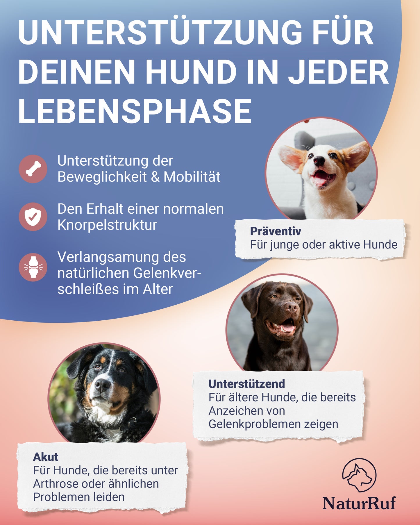 Gelenkunterstützung für Hunde in jeder Lebensphase: Naturruf Gelenk Vital für Welpen zur Prävention, für erwachsene Hunde und bei akuter Arthrose.