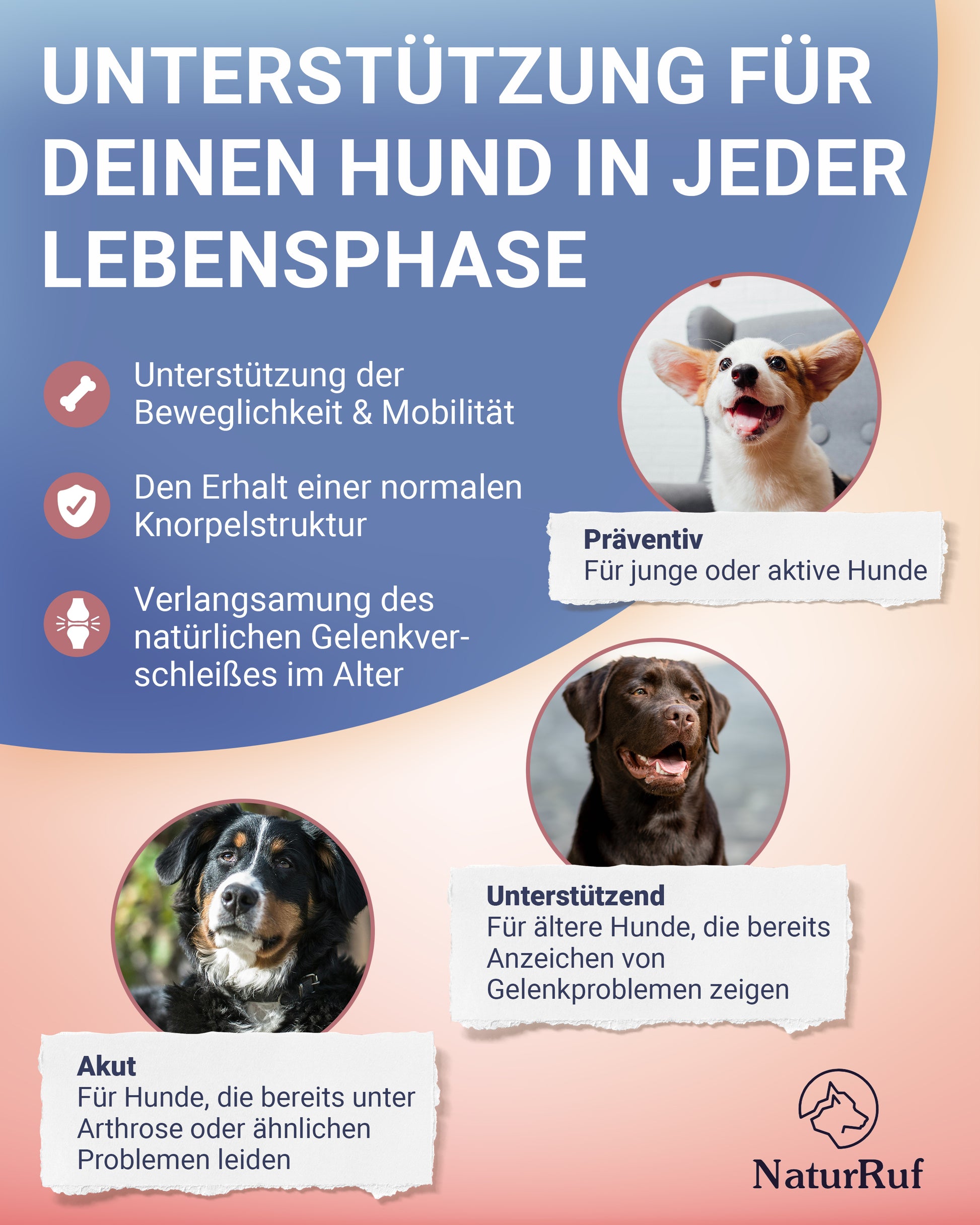 Gelenkunterstützung für Hunde in jeder Lebensphase: Naturruf Gelenk Vital für Welpen zur Prävention, für erwachsene Hunde und bei akuter Arthrose.